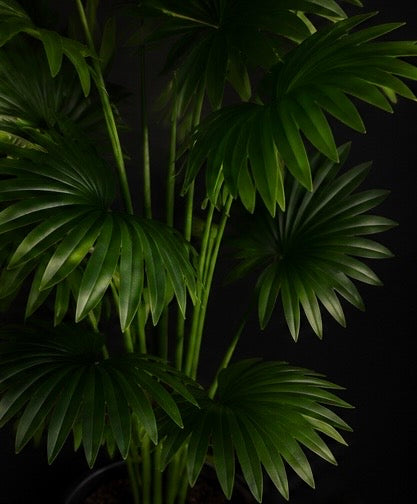 EVERGREEN MAJESTY
